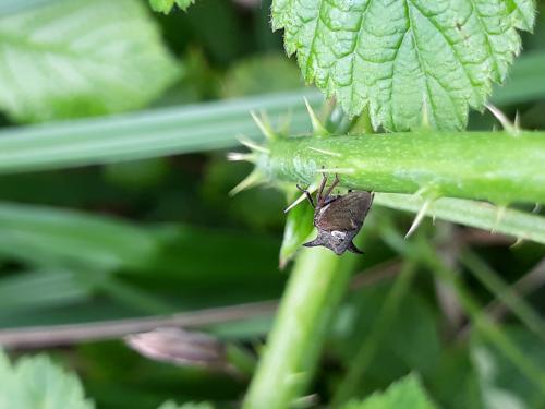 Centrotus cornutus